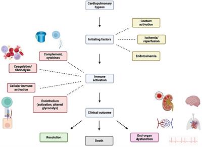 Strategies to attenuate maladaptive inflammatory response associated with cardiopulmonary bypass